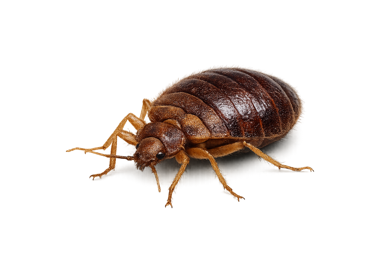 Bed bug