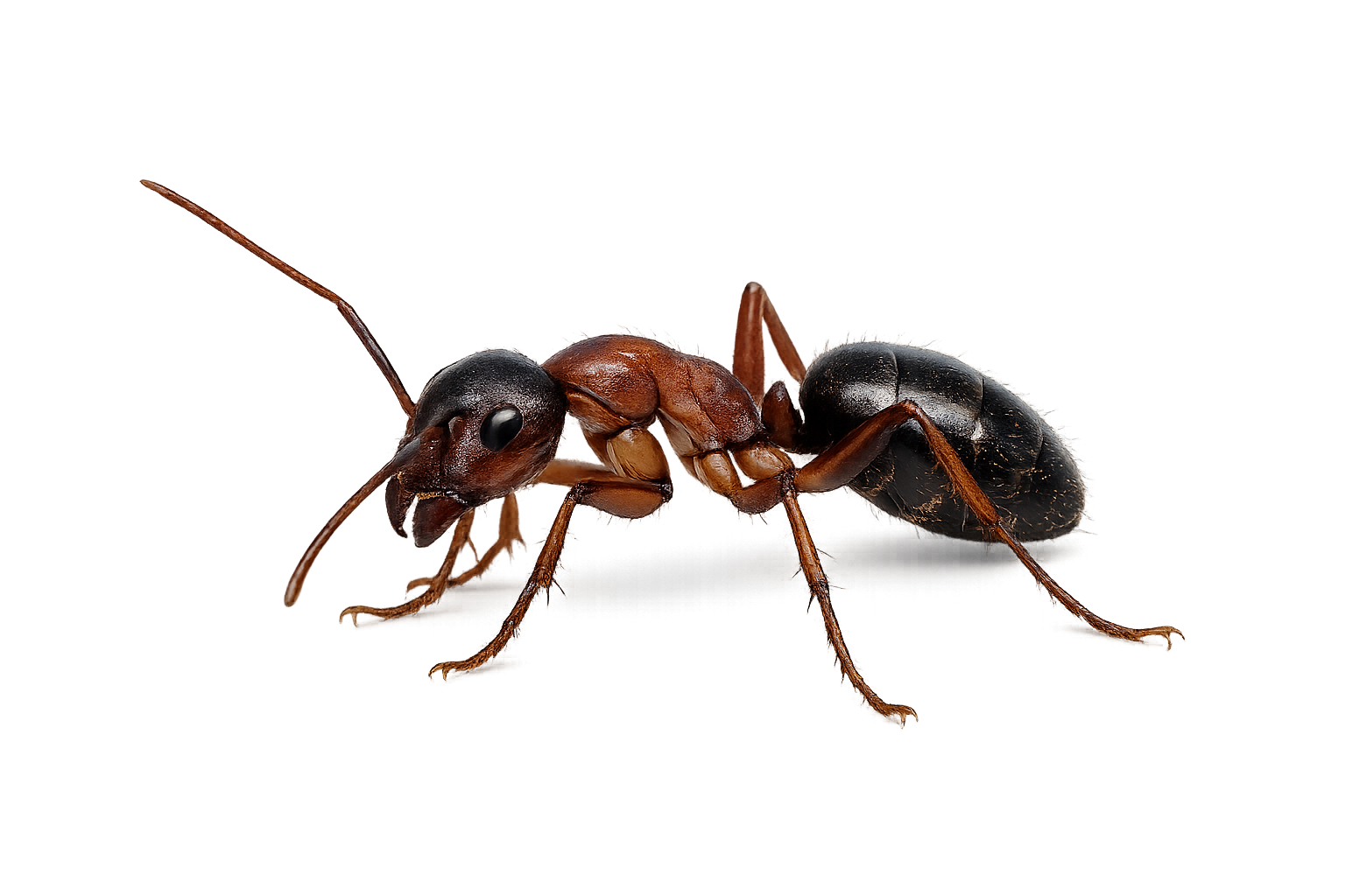 Ants
