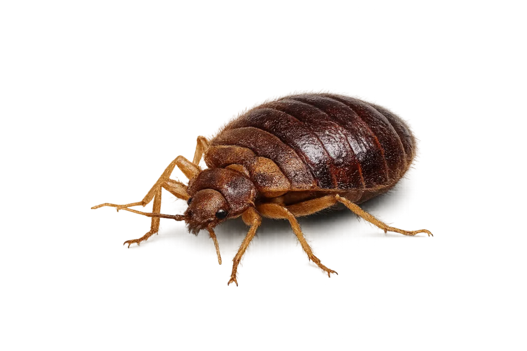 Bed bug for bed bug inspection, treatment, and extermination services