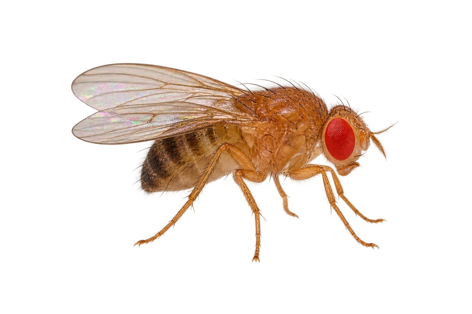 Fly