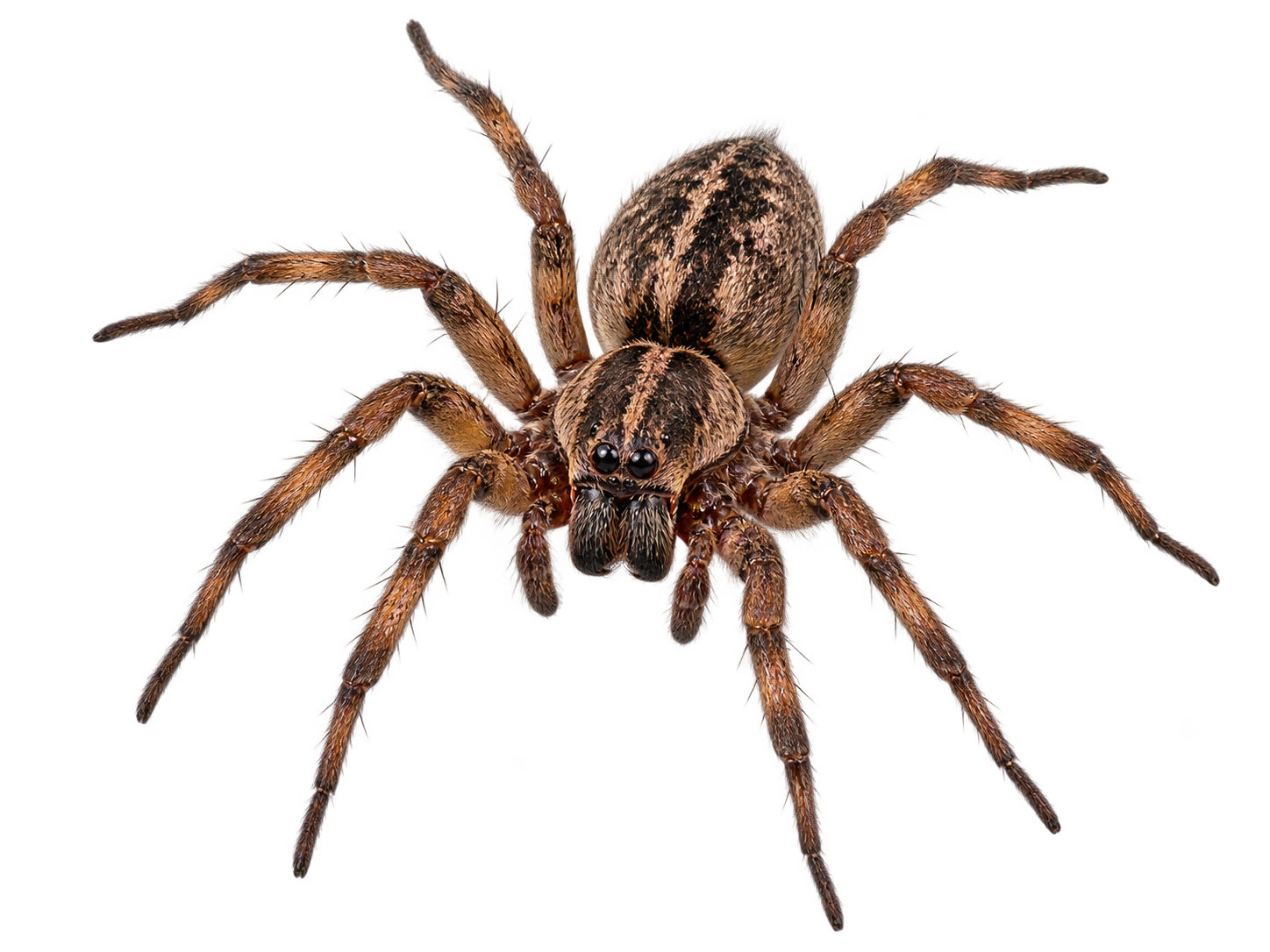 Spider